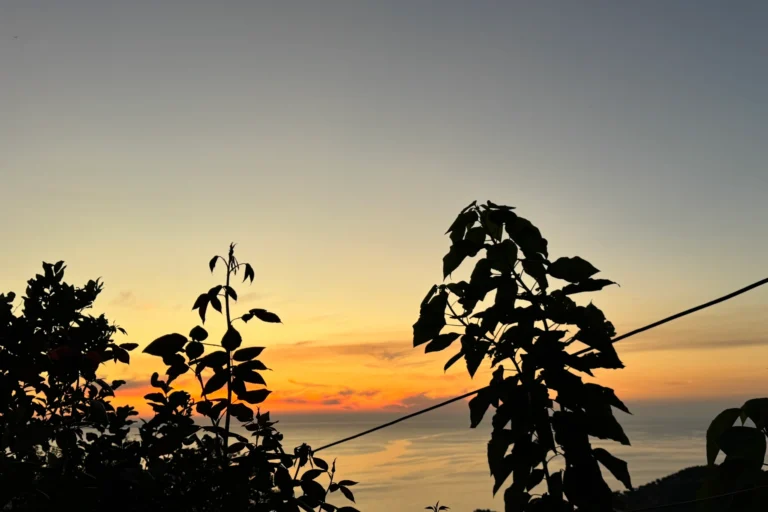 Silhouetted foliage against a beautiful orange sunset over the Ionian Sea near Shën e Premte in Lukovë.