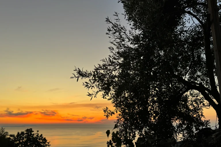 Large olive tree silhouette framing a golden coastal sunset on the Albanian Riviera near Shën e Premte.