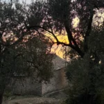 The historic stone church of Shën e Premte viewed through olive branches at sunset in Lukovë, Albania.