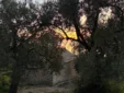 The historic stone church of Shën e Premte viewed through olive branches at sunset in Lukovë, Albania.
