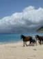 Wild horses walking along the sandy coastline of Shpella Beach with mountains in the background.