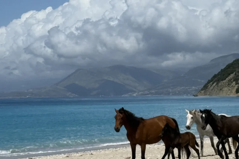 Wild horses walking along the sandy coastline of Shpella Beach with mountains in the background.