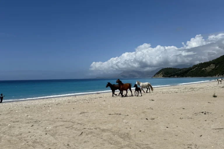 Scenic view of horses roaming freely on the beautiful Shpella Beach in Lukovë on the Albanian Riviera.